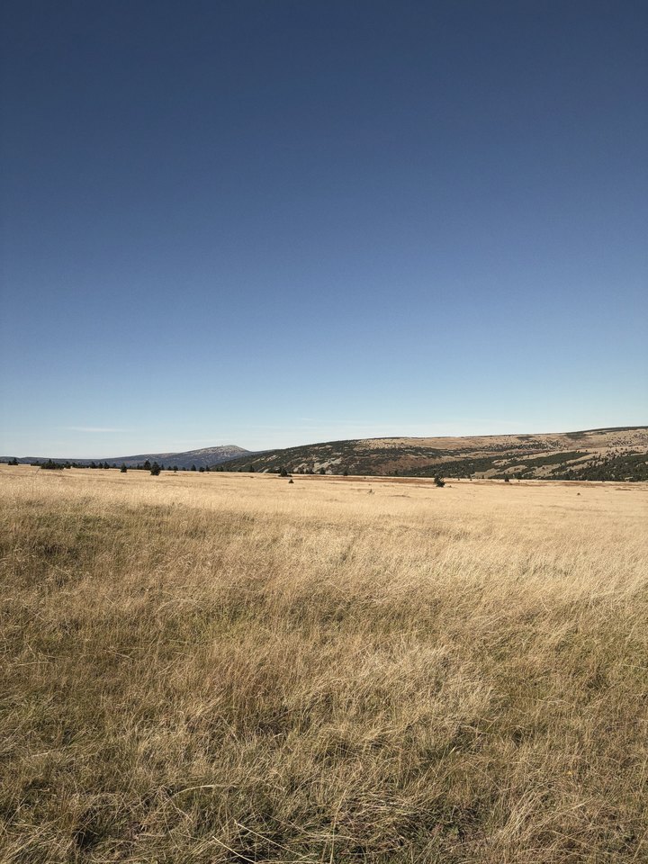 A wide plain of golden grass under a clear sky, low mountains on the horizon.